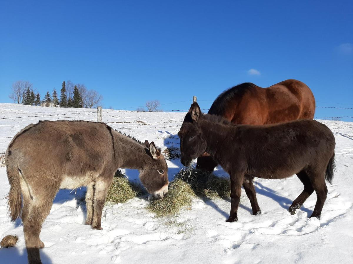 Oetscherblick Fam Winter Frankenfels Kültér fotó